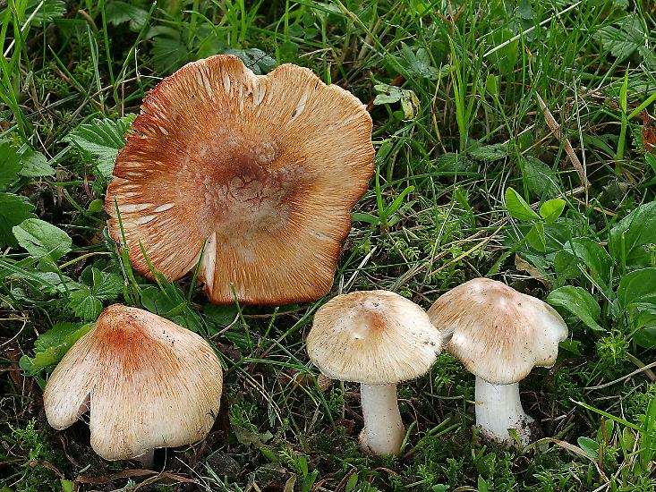 怎样区别灵芝是真是假,怎么样辨认灵芝和菌类