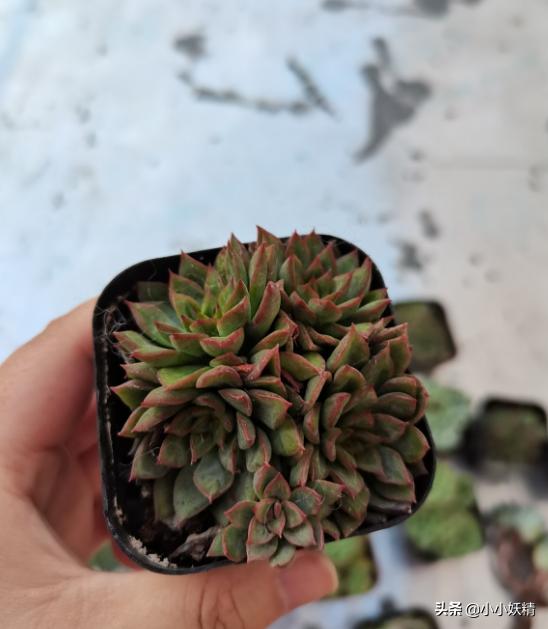 肉肉开箱专辑,肉肉开箱视频大全