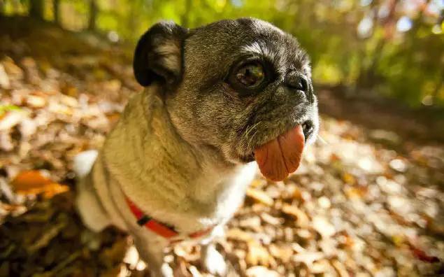 45种狗狗,45种狗类