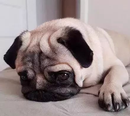 怎么学给狗看病,学给狗狗看病去哪里学