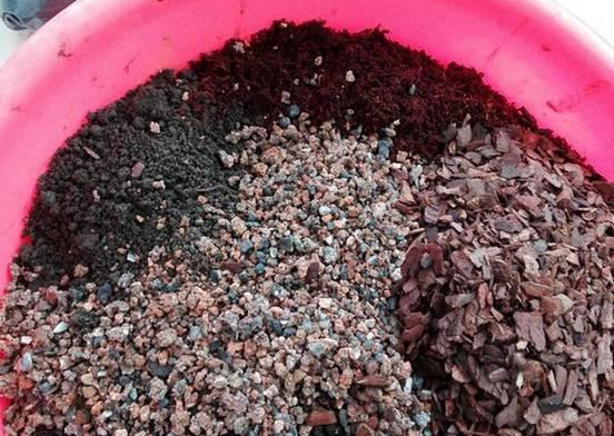 绿萝怎么样做才能好看呢,绿萝如何造型比较好看