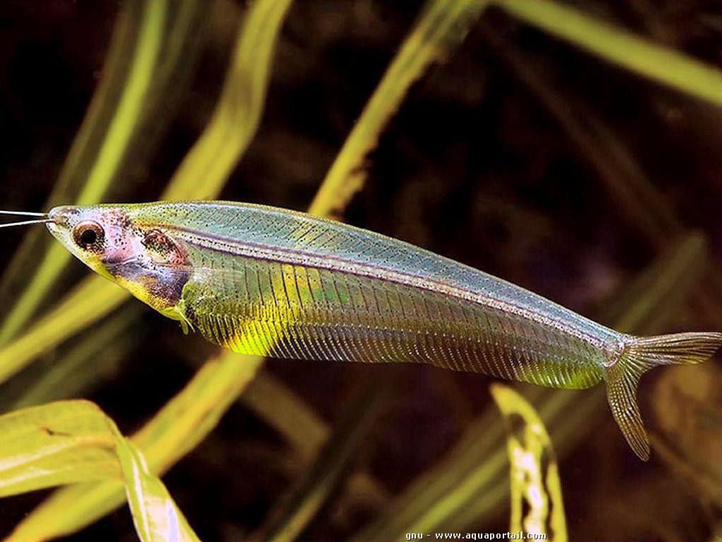 冷门高端观赏鱼有哪些鱼,比较好养的冷门观赏鱼小鱼