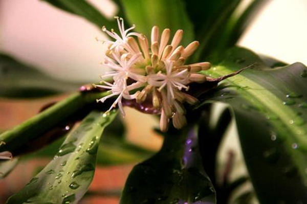 巴西木的叶子太长怎样修剪,巴西木发芽徒长了可以修剪吗