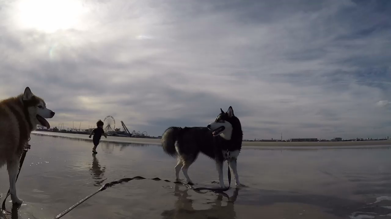 带狗狗出去海边旅游需要带什么,带狗狗去海边攻略