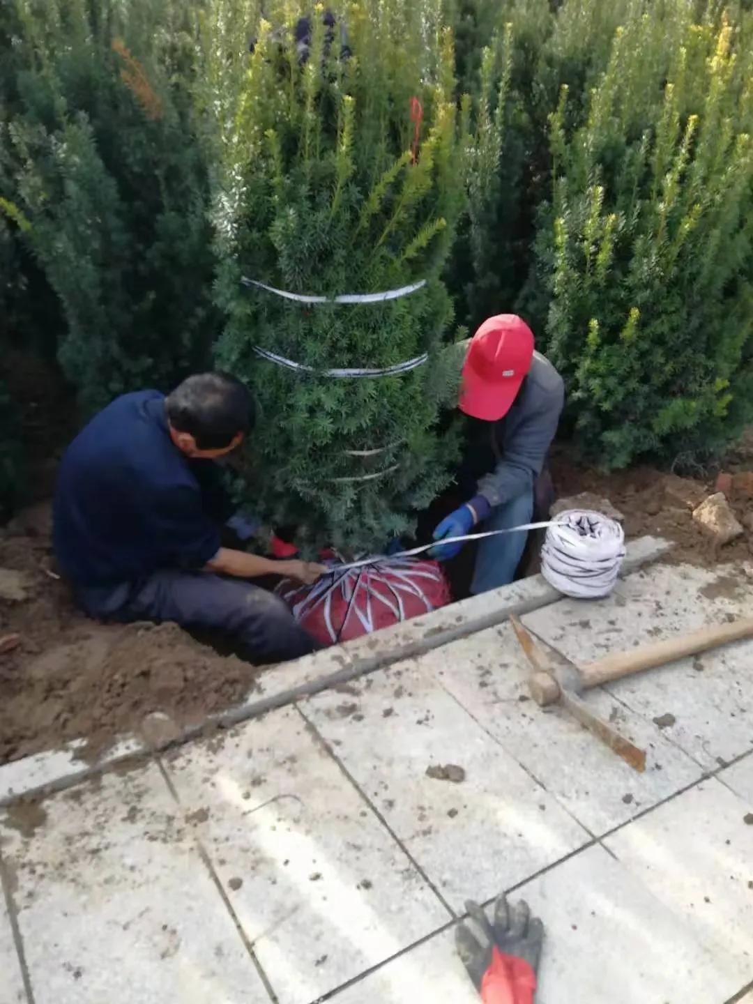 曼地亚红豆杉简介,最大的曼地亚红豆杉