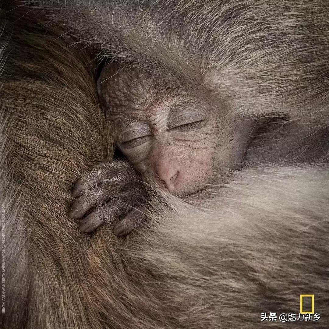 摄影欣赏:大开眼界,美国国家地理拉美官网的精彩大片