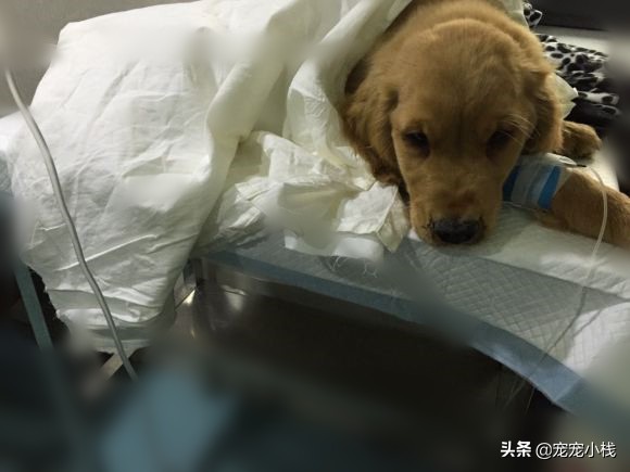 1500元金毛,1500元金毛治疗费用