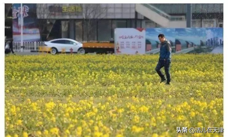 大“疫”灭清，天津2020赏花地图上线！