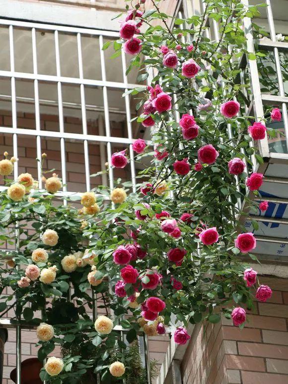 这“38种花”，当你开始收集品种时，你已入坑颇深