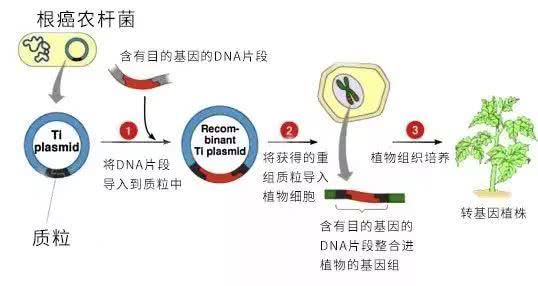 玉米除草剂为什么玉米不死而草死,除草剂的对成熟玉米的危害