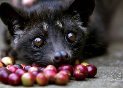 猫屎咖啡真的是用猫屎做的吗,市面上普通的猫屎咖啡是真的吗