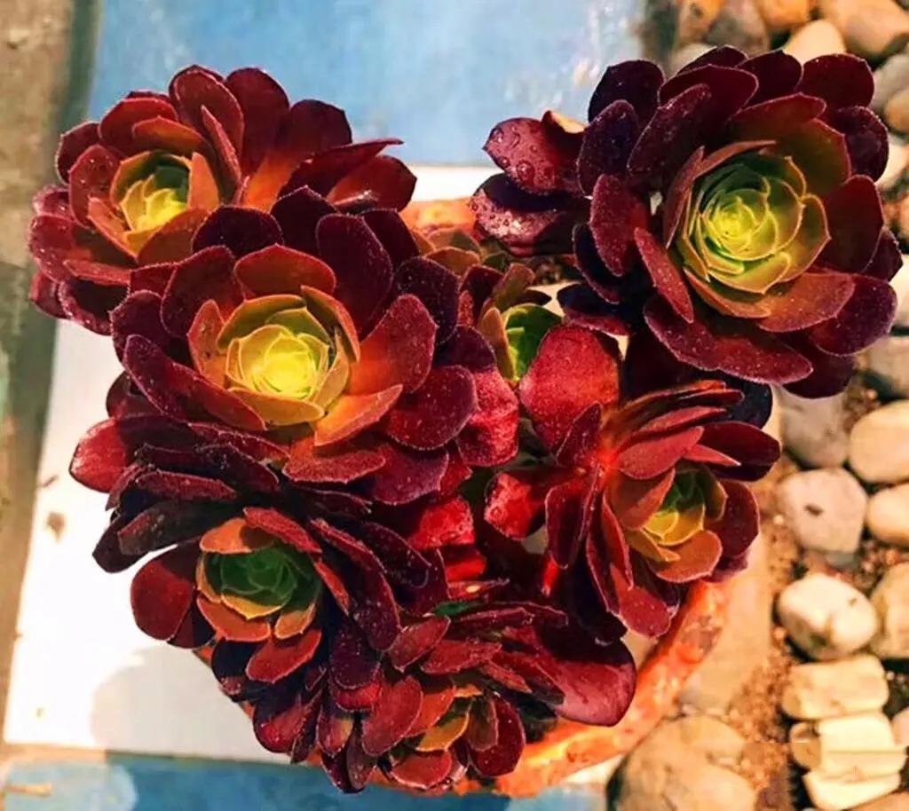 多肉法师韶羞现在能摘心吗,多肉法师欧紫跟韶羞的对比图