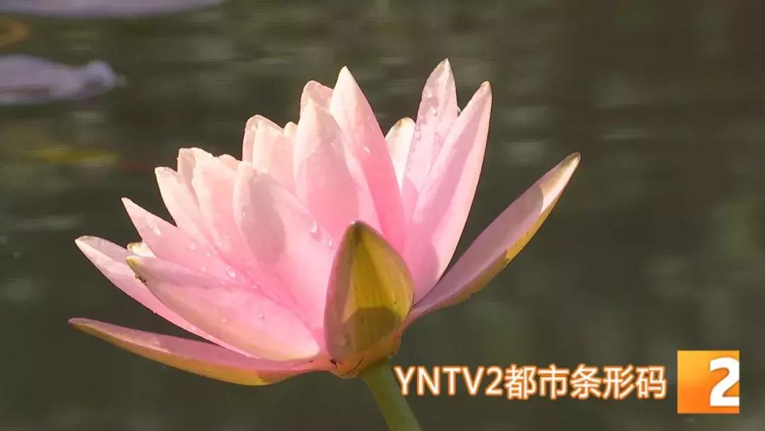 精品菊展、古风集市、植物科普…国庆七天假期，玩转昆明各大公园景区