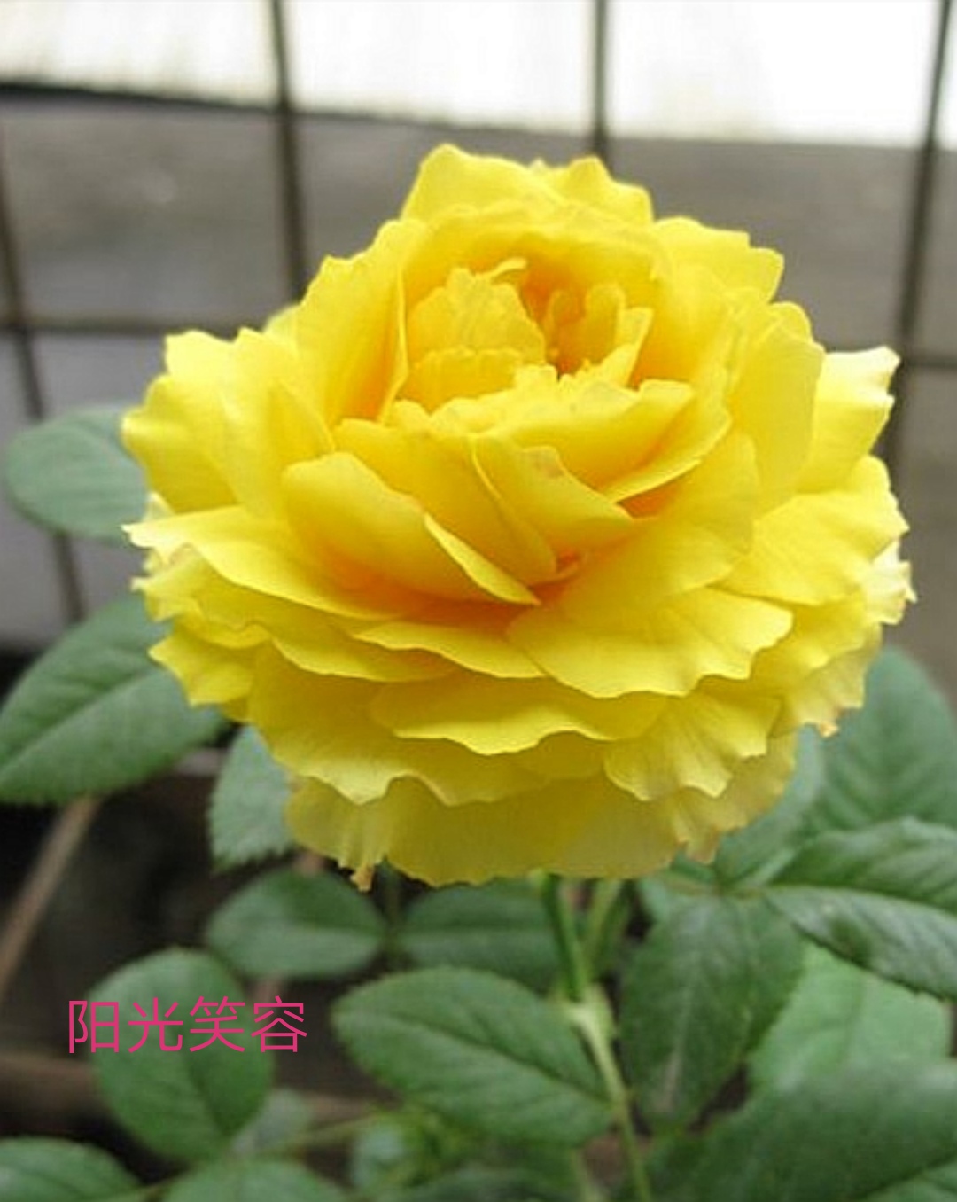 适合做切花的月季品种,十大公认最好切花月季