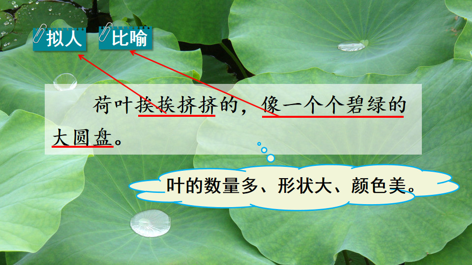 三年级下册语文荷花小练笔200字,三年级下册语文3课荷花课文讲解