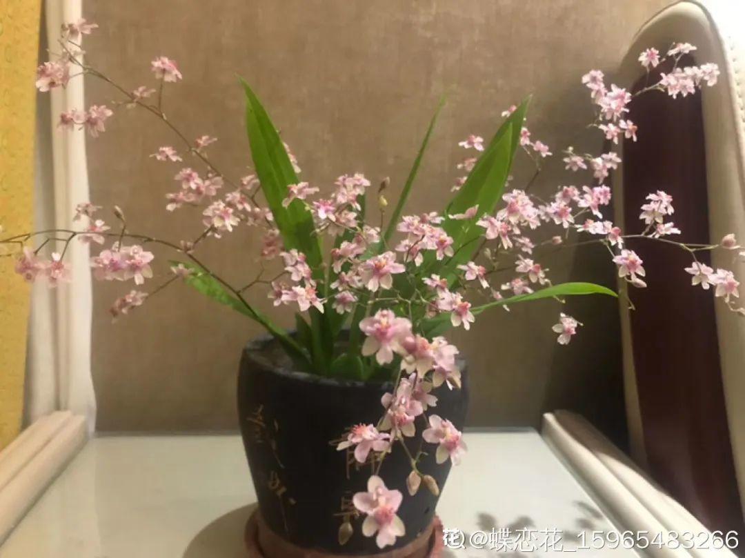 耐养的香水花,种室内香水花
