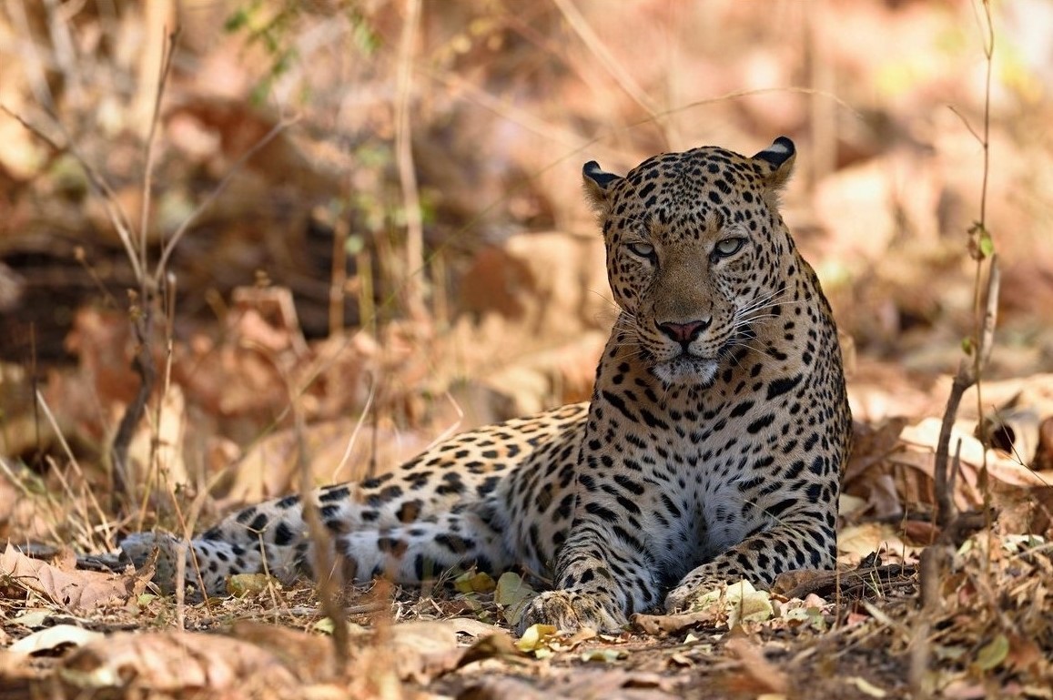 虎豹进化史,中国虎豹现状