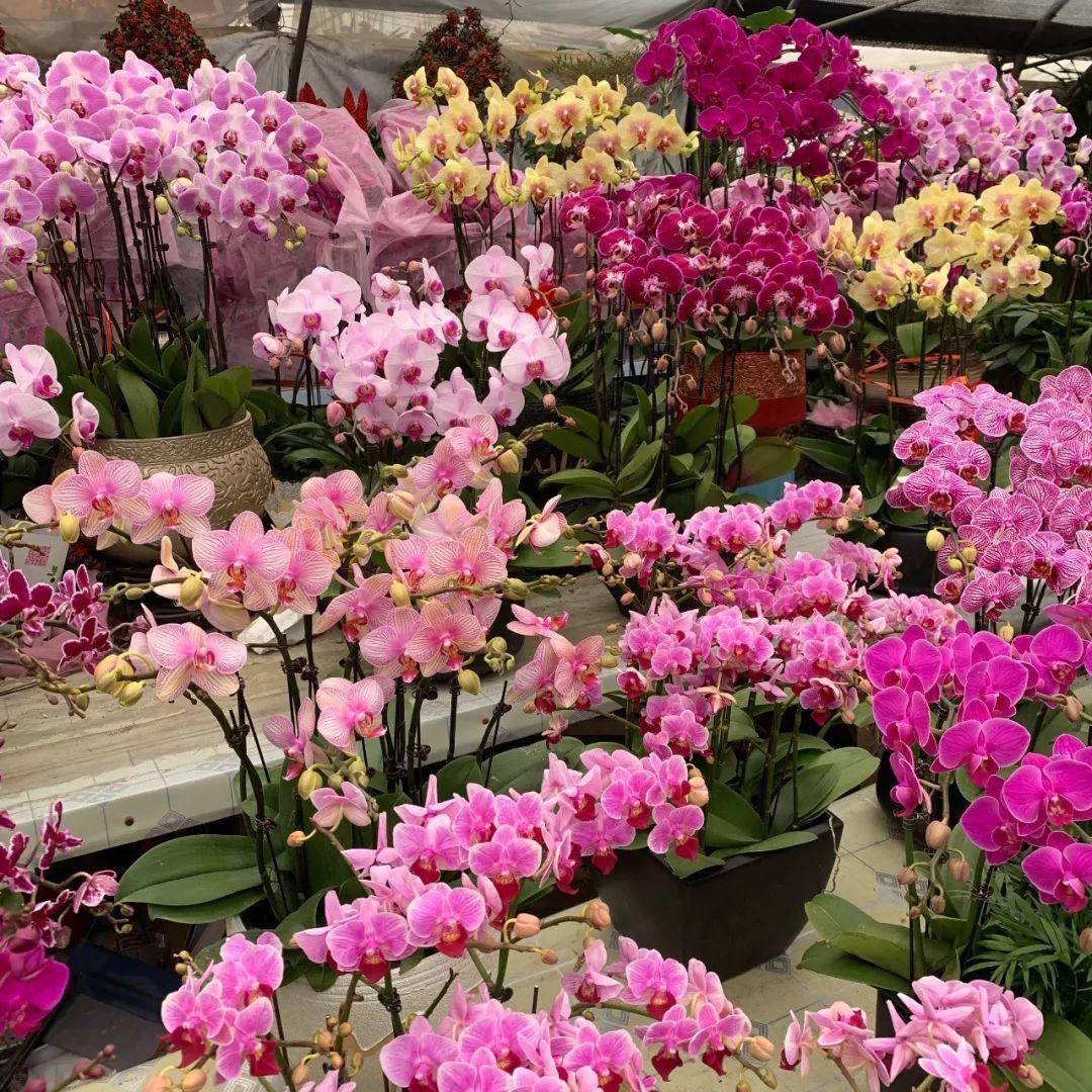 南京十大花鸟批发市场,南京最全的花卉市场