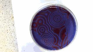 化学动态图解大全,37张化学动态图