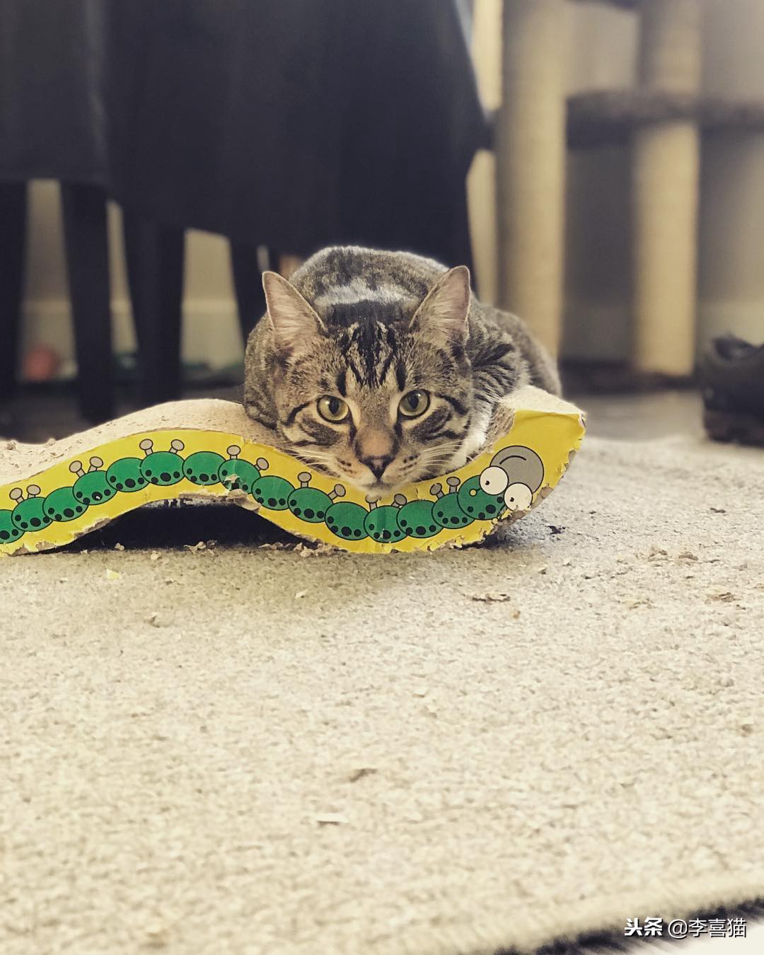 铲屎官们该怎样帮助猫咪过冬,小猫咪刚到新家需要铲屎吗