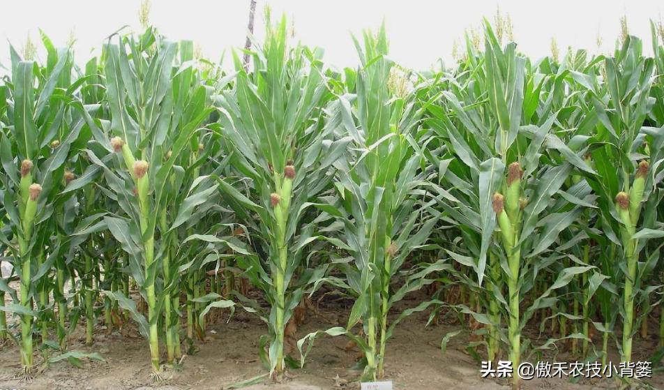 什么样玉米品种最好,山东十大高产玉米品种2019审定