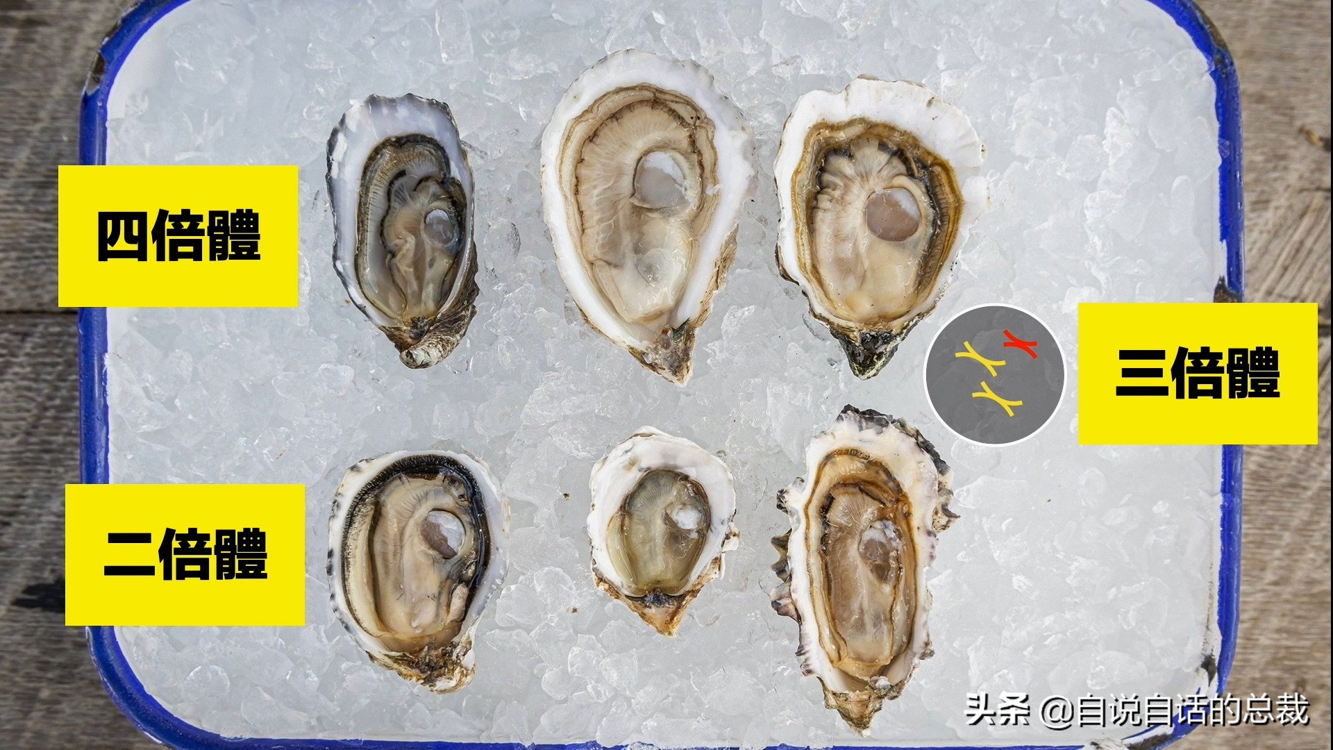 海鲜蛤蜊与蛤蜊区分,蛏子与小人蚬的区别