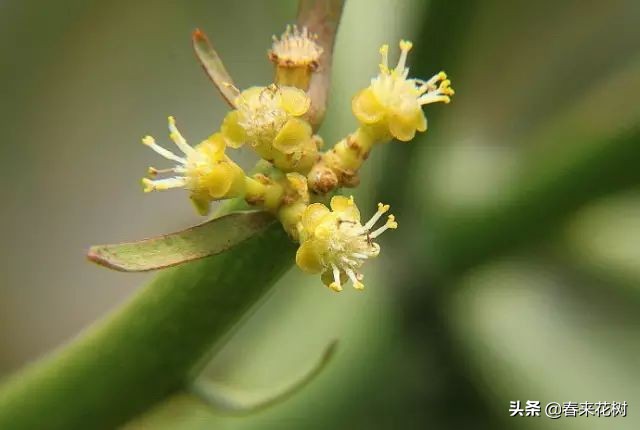 光棍树养殖方法,招财光棍树怎么样扦插