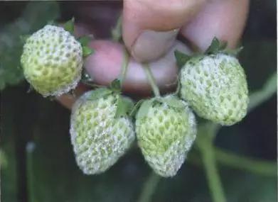 如何有效防治草莓黑星病,草莓白粉病如何预防和治疗