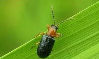 插秧容易出现的虫子叫什么,插秧时撒除虫药