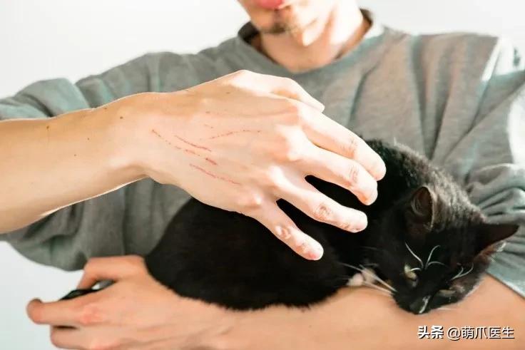 猫从来不出门要洗澡吗,猫从来不出门会感染绦虫嘛