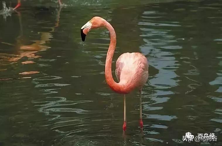 各国国鸟国宝有哪些,各国国鸟大小排名