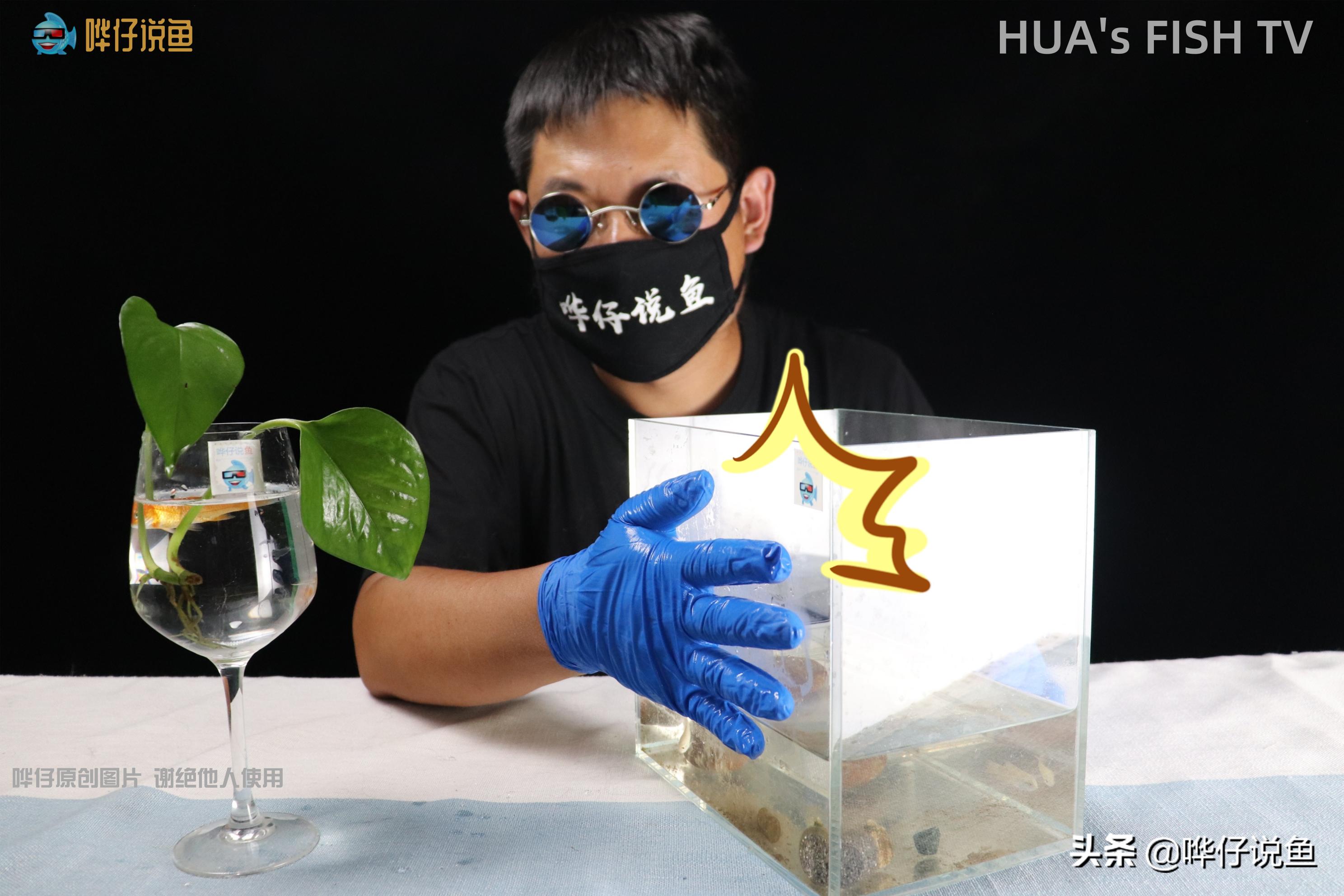 去朋友家做客发生什么,来朋友家看鱼缸