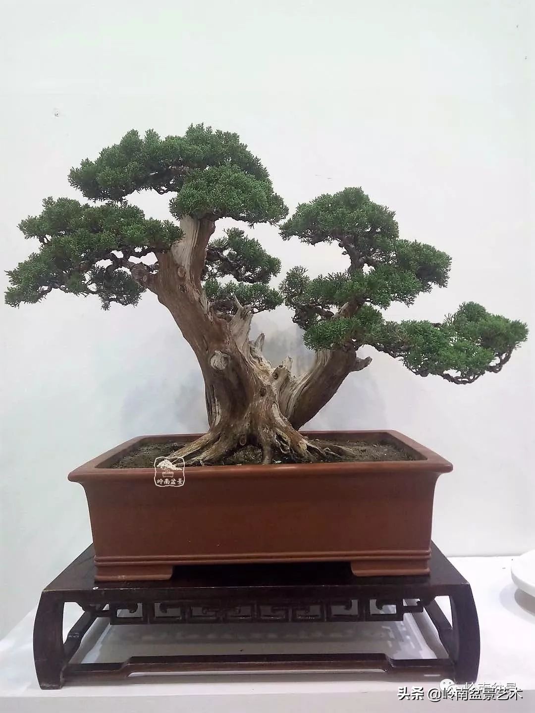 双干树,双干型果树