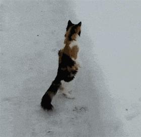 日本有很多猫岛,日本有座岛岛上全是猫咪