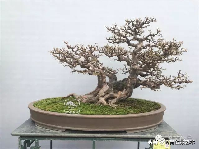 经典雀梅文人树盆景,十年以上的雀梅盆景图及价格