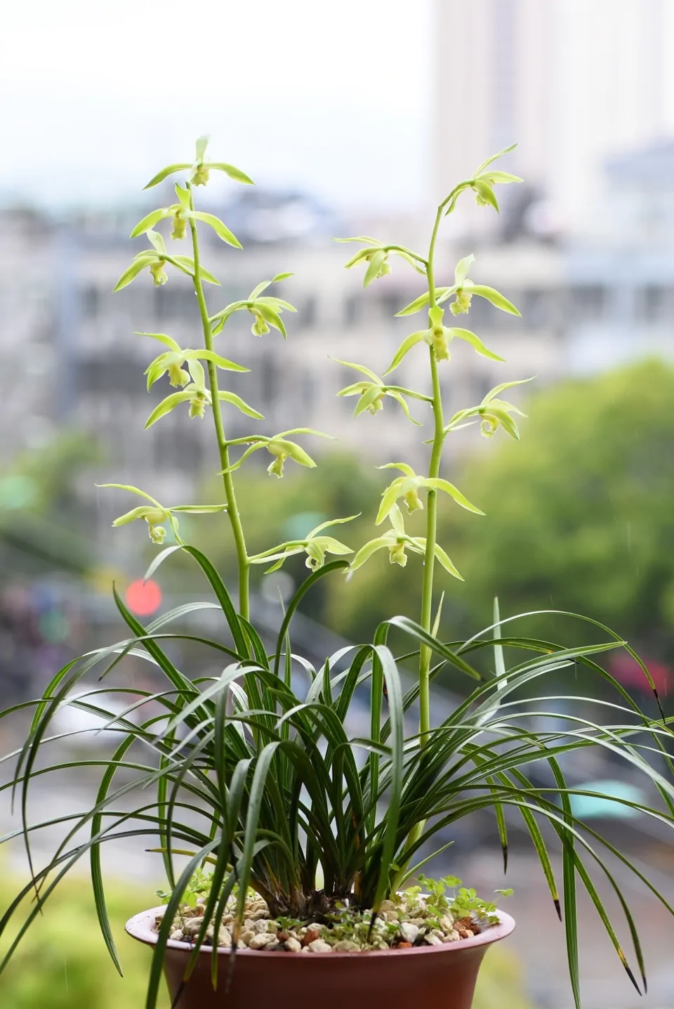 这8种花你不要乱浇水,新手种花品种推荐