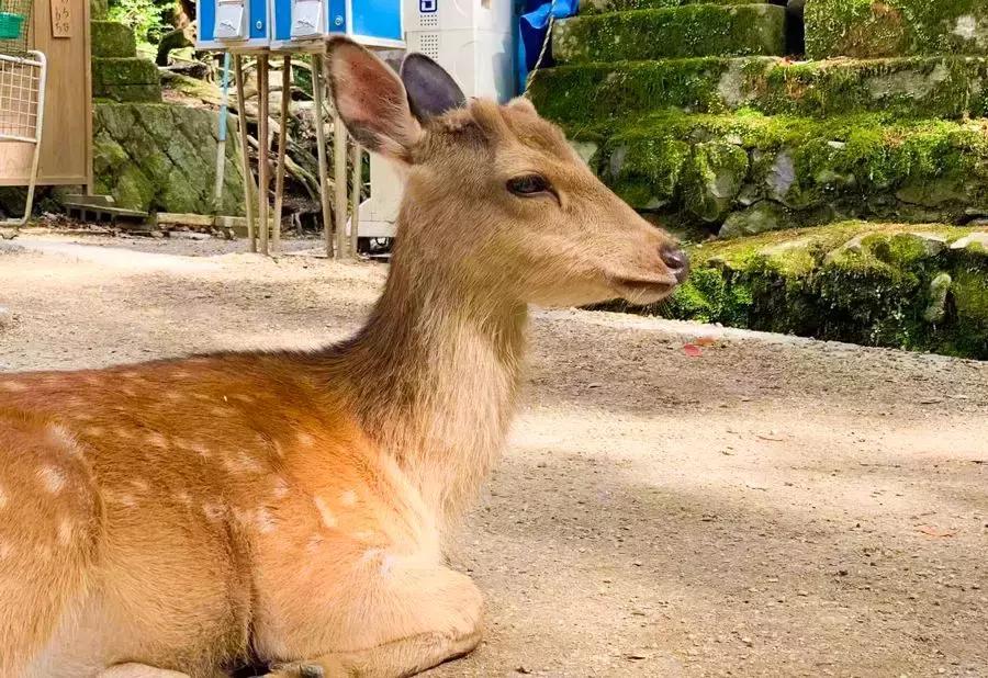 大阪京都奈良自由行怎么乘车,京都奈良旅游详细攻略