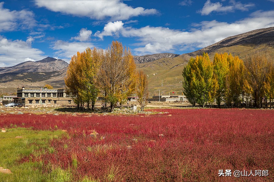 宸濊タ楂樺師澶ц崏鍘熺殑璺笂鐓х墖,闈掕棌楂樺師涓婄殑鑽夊師闆北椋庢櫙