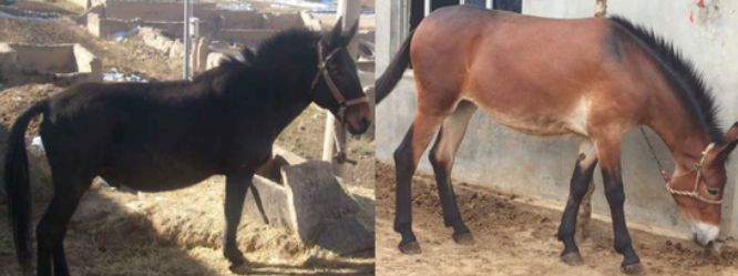 中国武备*物文**中的异域元素：印度梵文，波斯镔铁，非洲驴骡运军粮