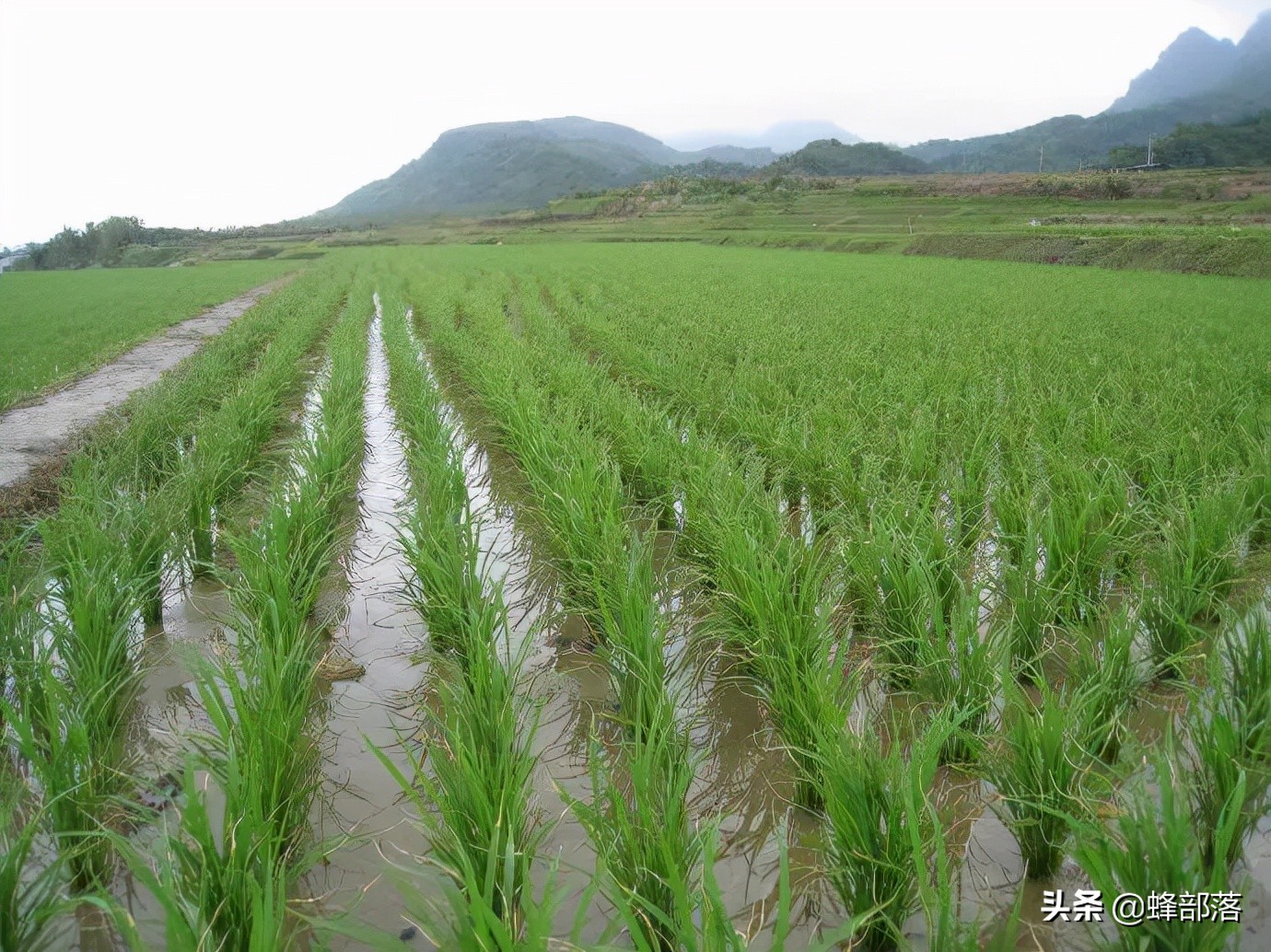 稻田养鱼为什么不赚钱视频,年赚600万稻田养鱼为什么没人养了