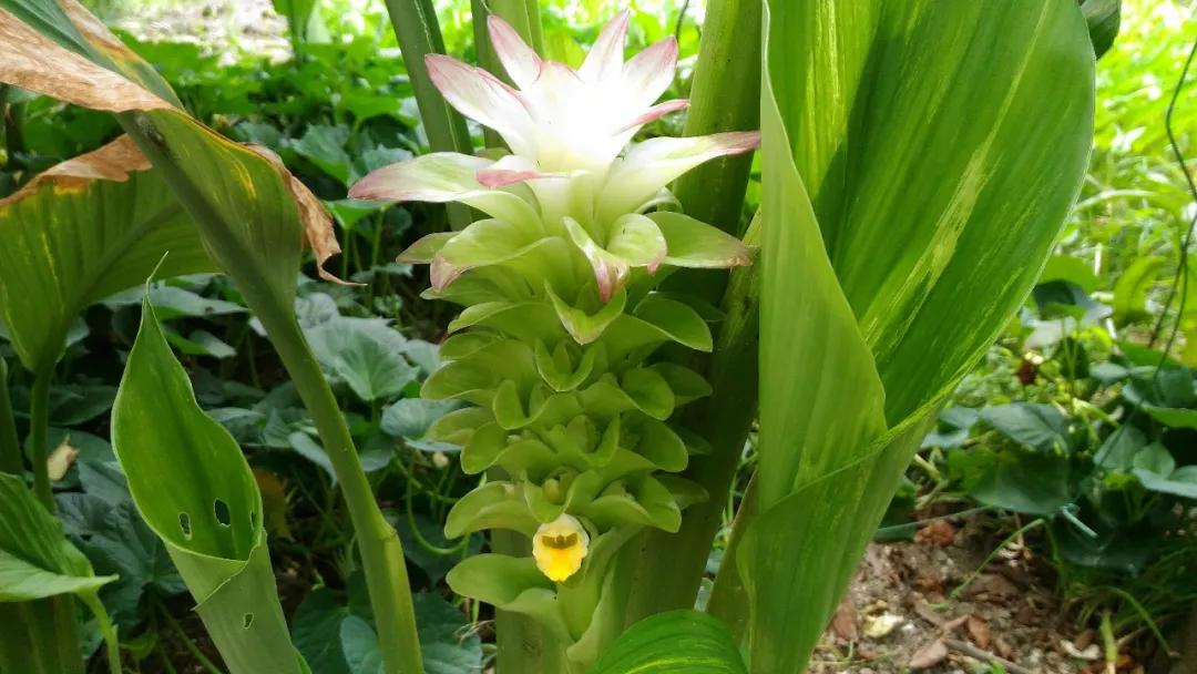 冬天常见中药植物图片及功效,花期长的草本植物图片