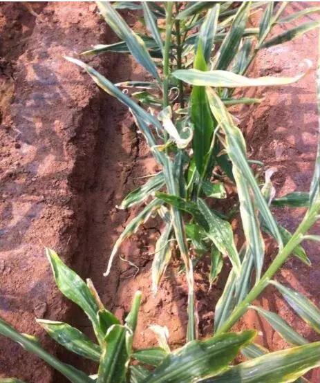 大姜劈姜杆后的补救方法,大姜易出现的问题