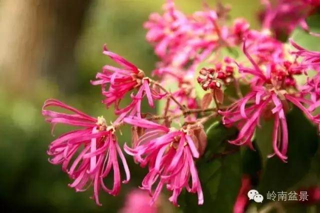 檵木小老桩盆景,檵木盆景图片大全