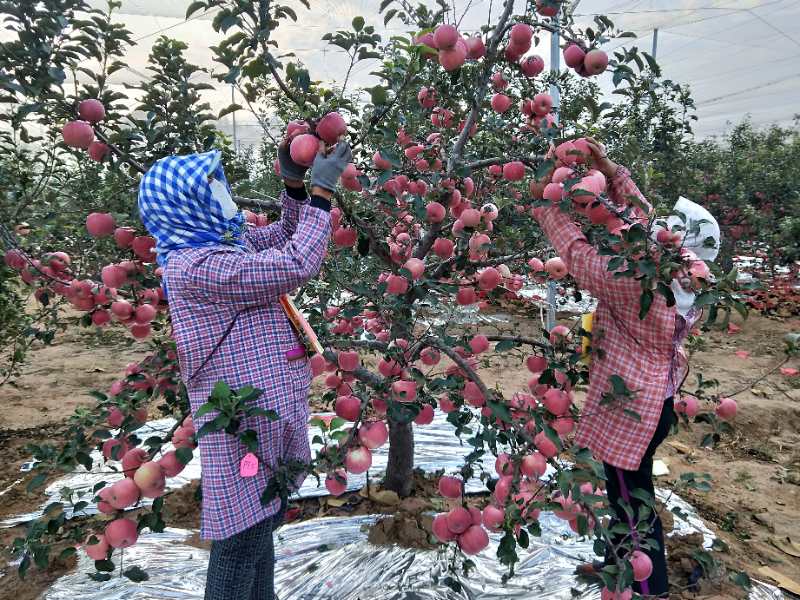 果农致富新模式,孙家栋自主创新