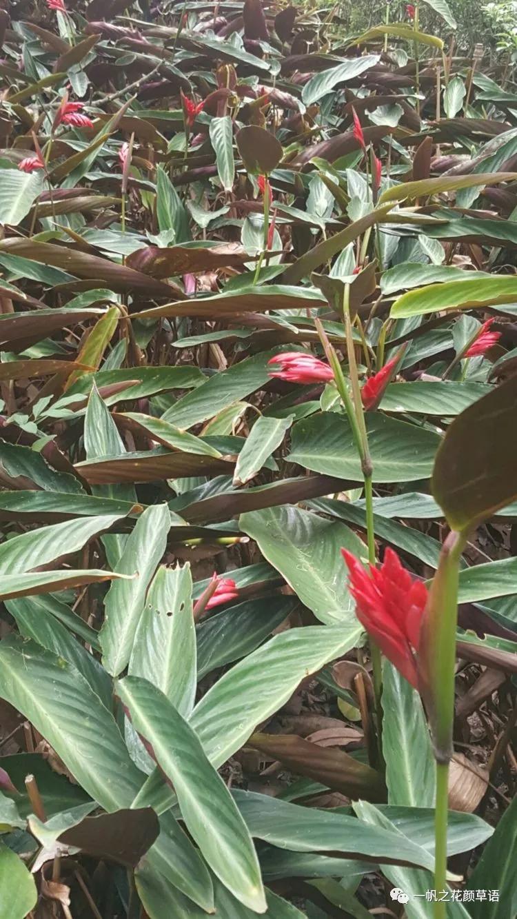 紫背竹芋卧花竹芋,紫背竹芋图片和名称