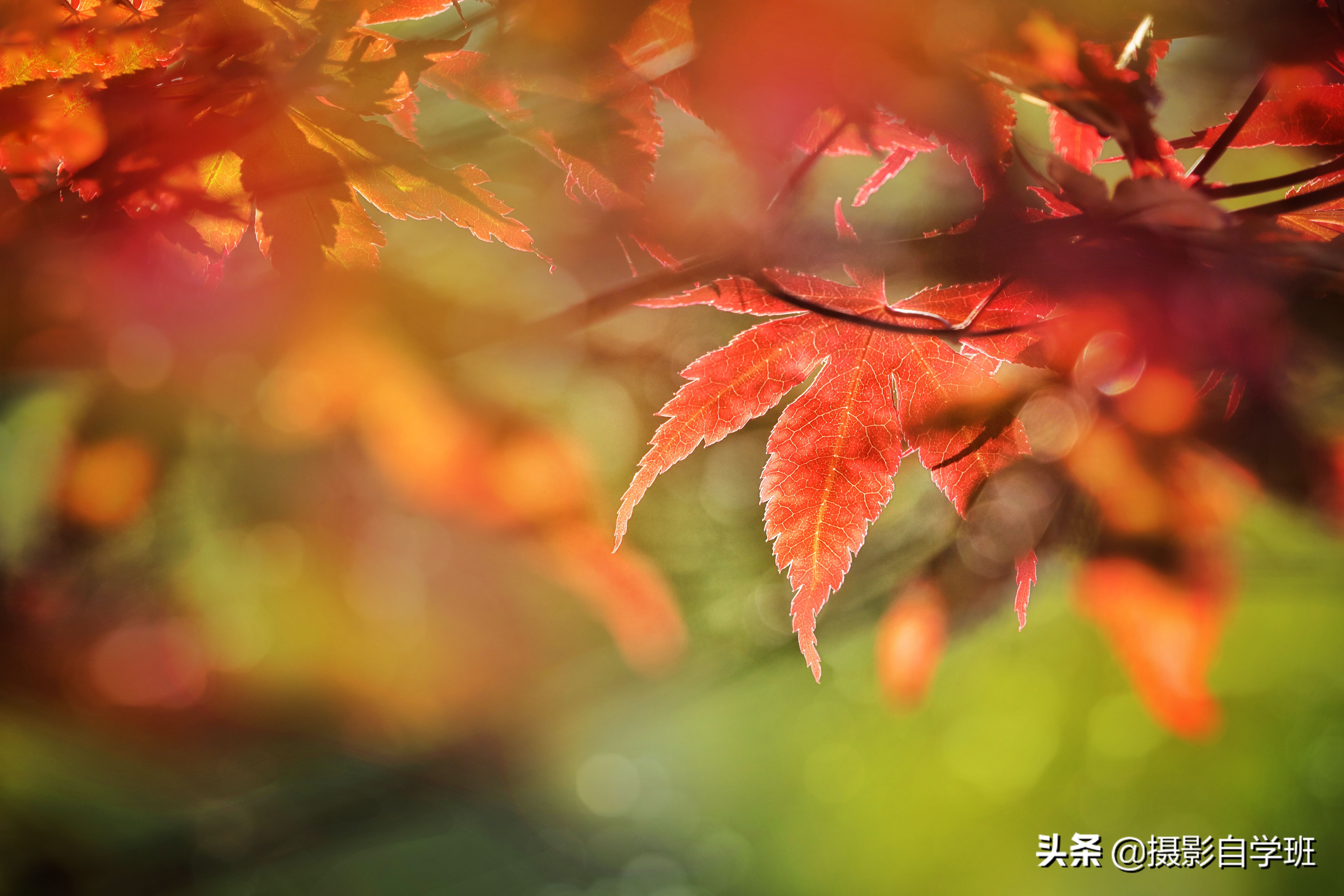 手机拍照11个绝招推荐,手机拍照技巧100个图解