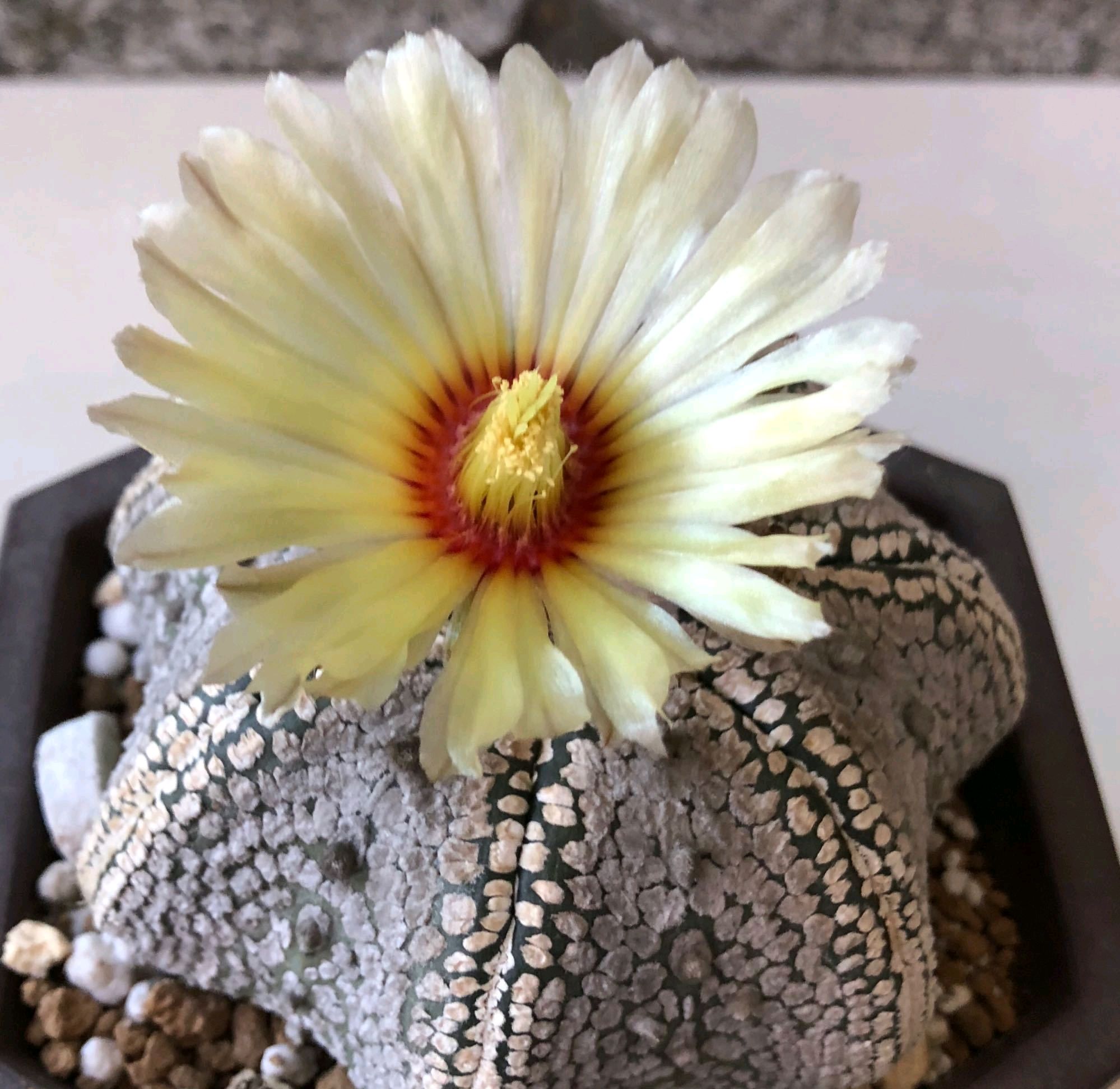 仙人球爆盆怎么办,仙人球炸裂开口有影响吗