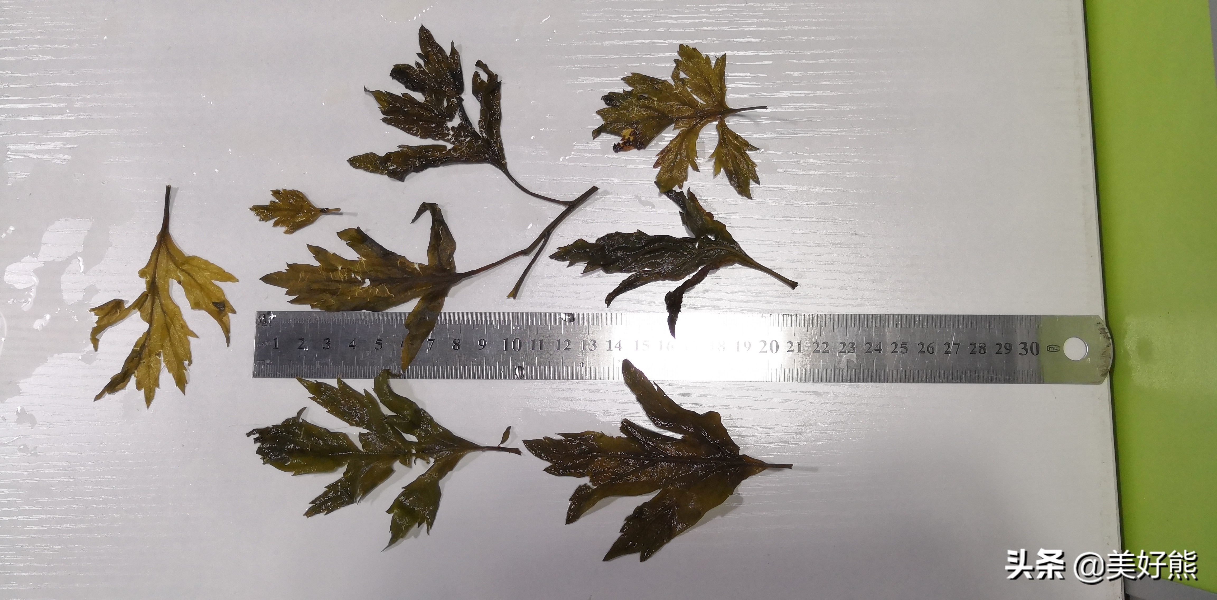 艾叶存放还是做成艾条存放,艾叶好吗