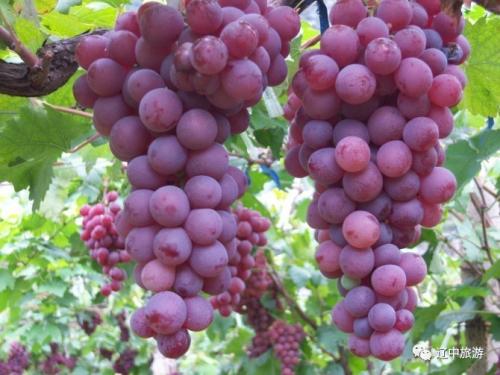 葡萄采收的最佳时间,葡萄成熟方法