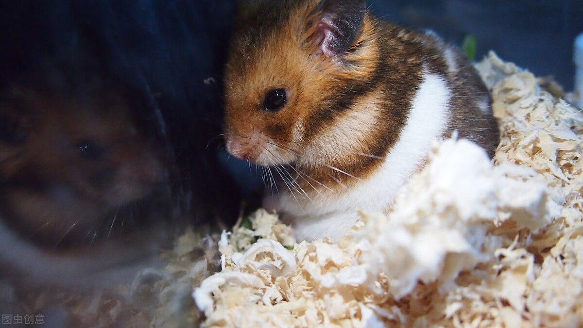 金丝熊拉黄绿色的是为什么,金丝熊拉黄色稀便怎么回事